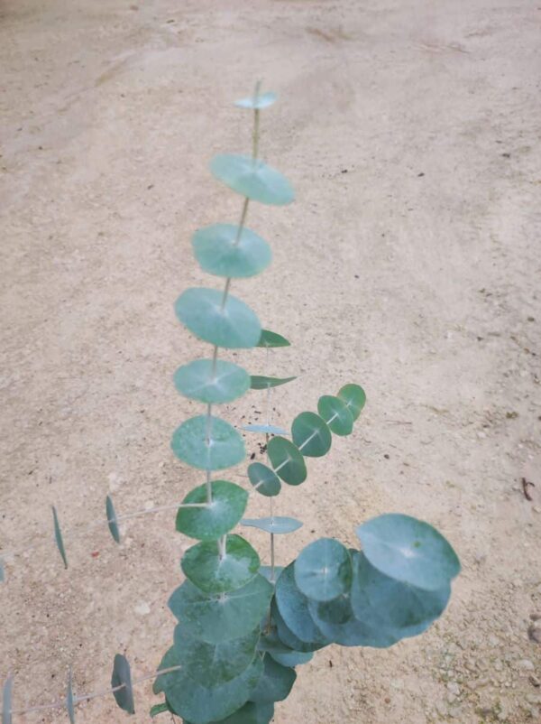 Eucalyptus perriniana ( Ecotype de Tasmanie )