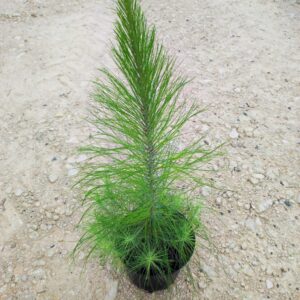 PINUS MAXIMINOI
