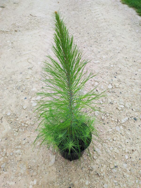 PINUS MAXIMINOI