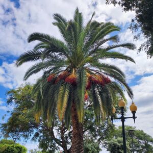 Phoenix Porphyrocarpa
