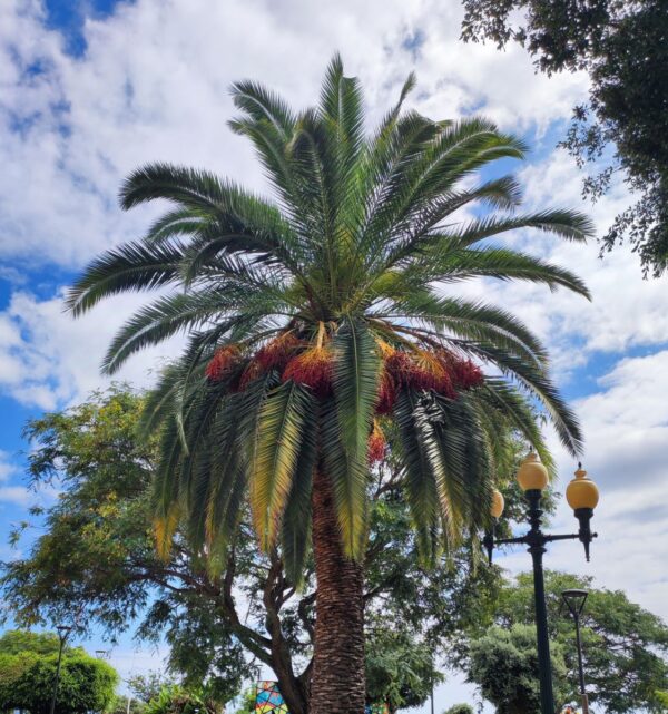 Phoenix Porphyrocarpa