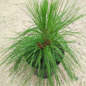 Pinus pseudostrobus var.apulcensis