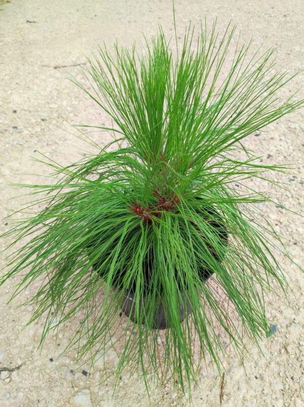 Pinus pseudostrobus var.apulcensis