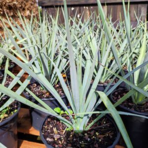 Yucca coahuilensis ‘blue form’
