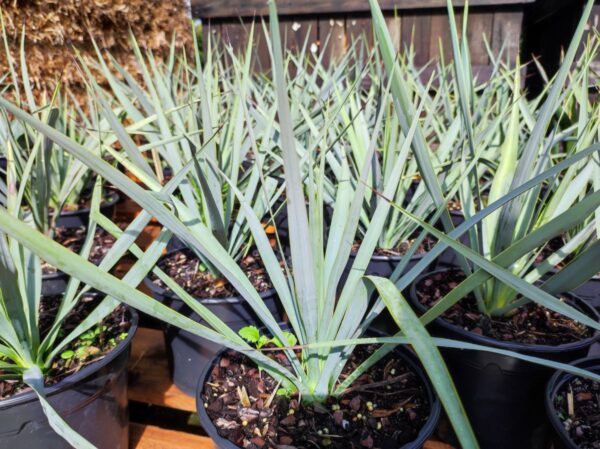 Yucca coahuilensis ‘blue form’